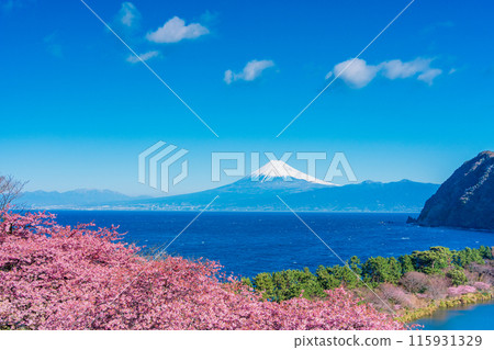 [Shizuoka Prefecture] Mt. Fuji seen across the sea from Nishiizuida where Kawazu cherry blossoms bloom 115931329