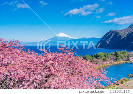 [靜岡縣] 與河津櫻花盛開的西伊豆井田隔海相望的富士山 115931335
