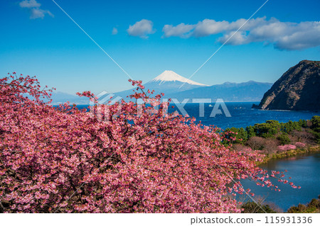 [靜岡縣] 與河津櫻花盛開的西伊豆井田隔海相望的富士山 115931336
