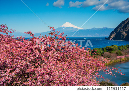 [Shizuoka Prefecture] Mt. Fuji seen across the sea from Nishiizuida where Kawazu cherry blossoms bloom 115931337
