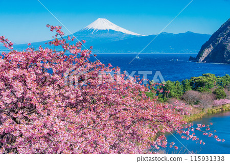 [靜岡縣] 與河津櫻花盛開的西伊豆井田隔海相望的富士山 115931338