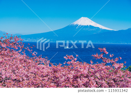 [靜岡縣] 與河津櫻花盛開的西伊豆井田隔海相望的富士山 115931342