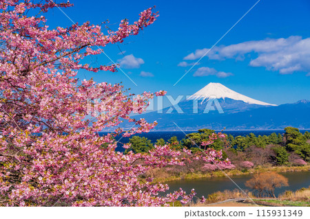 [Shizuoka Prefecture] Mt. Fuji seen across the sea from Nishiizuida where Kawazu cherry blossoms bloom 115931349