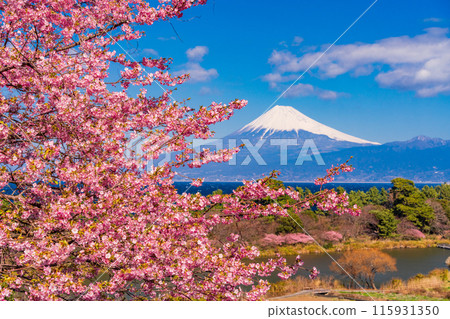 [Shizuoka Prefecture] Mt. Fuji seen across the sea from Nishiizuida where Kawazu cherry blossoms bloom 115931350