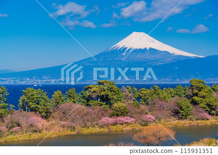 [靜岡縣] 與河津櫻花盛開的西伊豆井田隔海相望的富士山 115931351