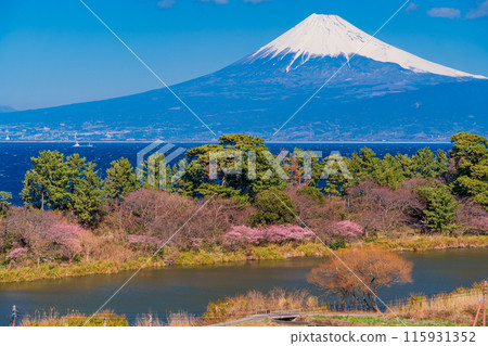 [靜岡縣] 與河津櫻花盛開的西伊豆井田隔海相望的富士山 115931352