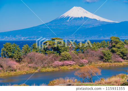 [靜岡縣] 與河津櫻花盛開的西伊豆井田隔海相望的富士山 115931355