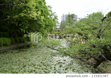 Scenery of the moat and plants in Dogo Park Scenery of the moat and plants in Dogo Park 115931367