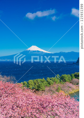 [靜岡縣] 與河津櫻花盛開的西伊豆井田隔海相望的富士山 115931399