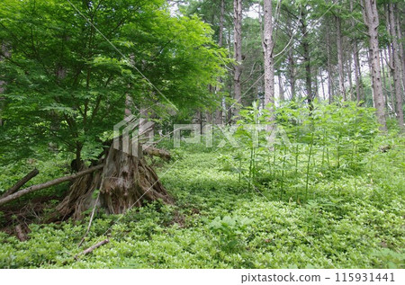 北海道洞爺湖中島混合林中的一棵倒下的樹 115931441