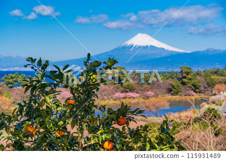 [靜岡縣] 越過橘子樹，隔海就是富士山 115931489