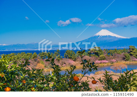 [靜岡縣] 越過橘子樹，隔海就是富士山 115931490