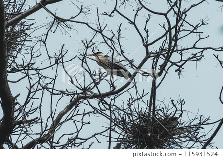 Ao-sama stuck in a branch of a tree Ao-sama stuck in a branch of a tree 115931524