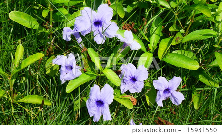 minnieroot or popping pod or cracker plant flower 115931550