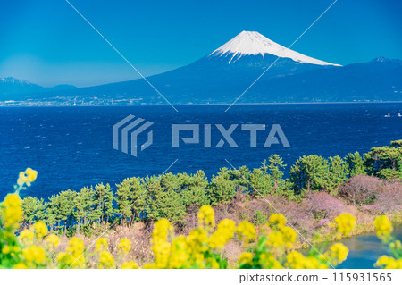 [Shizuoka Prefecture] Mount Fuji seen across the sea from Nishiizuida where rape blossoms bloom 115931565