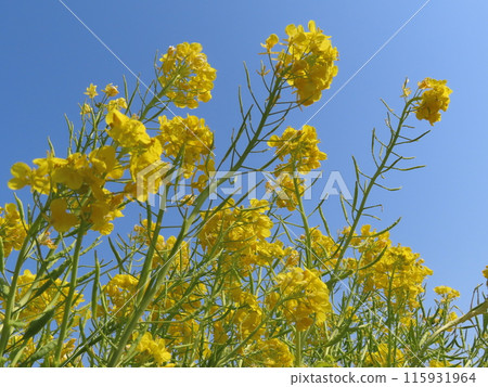 強姦開花發光在藍天 115931964