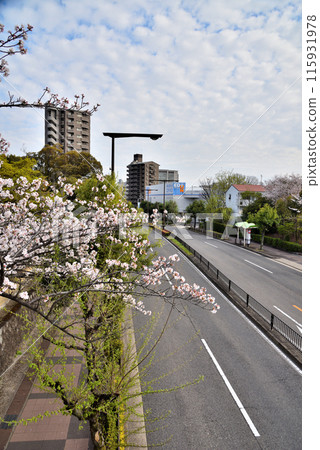 Aichi Prefecture: Nagoya cityscape: Yamate Green Road, Showa Ward 115931978