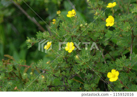 Apoi Kimbai Apoi Kimbai 115932016