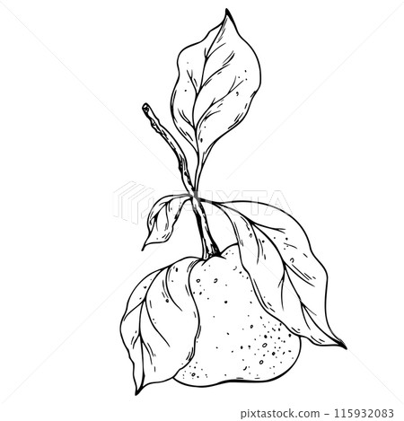 Orange, tangerine with branch and leaves, citrus tropical fruit. Line art is a simple hand-drawn illustration in black and white ink. Isolated vector EPS object. 115932083