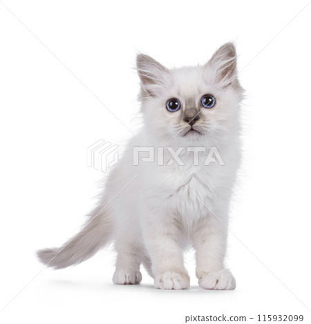 Birman kitten on white background Birman kitten on white background 115932099