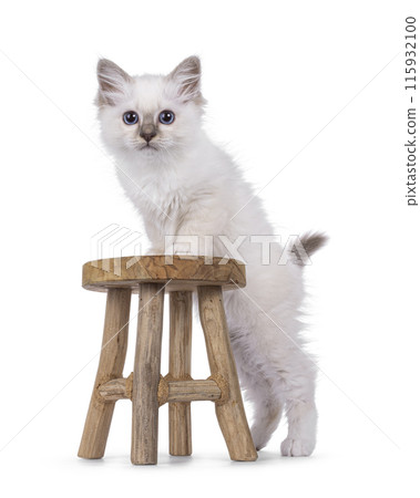 Birman kitten on white background 115932100