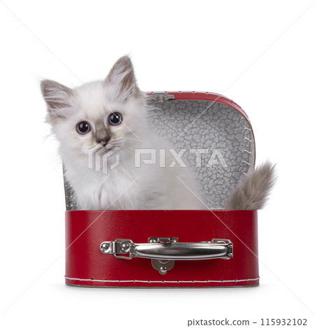 Birman kitten on white background 115932102