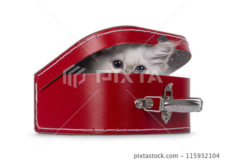 Birman kitten on white background 115932104