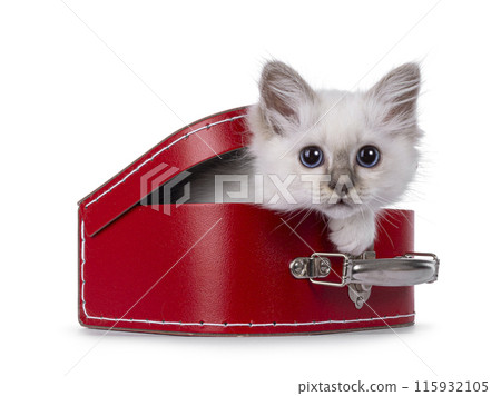 Birman kitten on white background 115932105