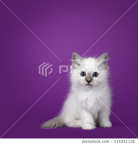 Birman kitten with blue eyes sitting on a purple background Birman kitten with blue eyes sitting on a purple background 115932126