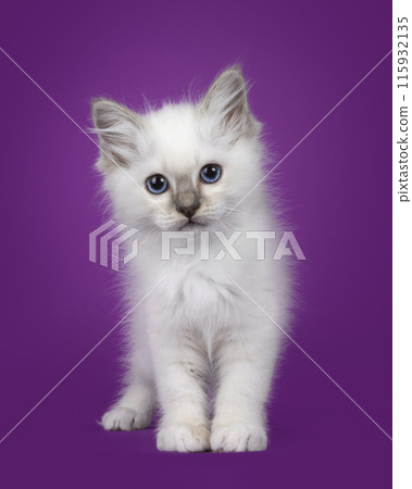Birman kitten with blue eyes sitting on a purple background 115932135