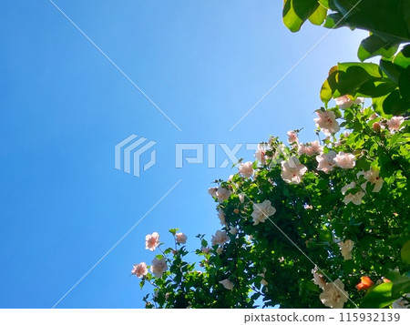 芙蓉在藍藍的天空中閃耀 芙蓉在藍藍的天空中閃耀 115932139