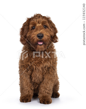 Red Cobberdog or labradoodle on white Red Cobberdog or labradoodle on white 115932140