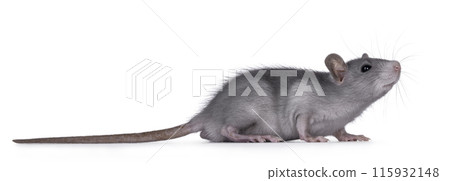 Cute grey rat posing on white background 115932148