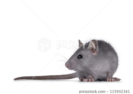 Cute grey rat posing on white background 115932161
