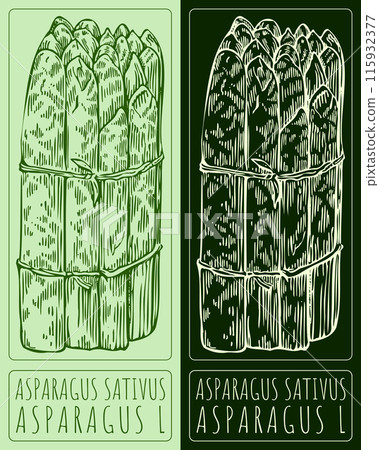 Vector Drawing ASPARAGUS SATIVUS. Hand drawn illustration. The Latin name is ASPARAGUS L. 115932377