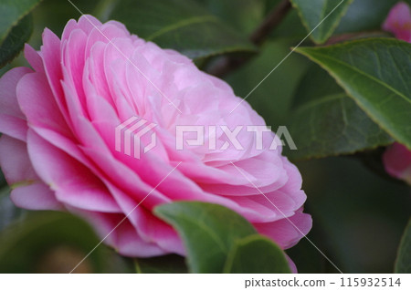 Beautiful pink camellia flowers 115932514