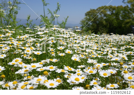 告訴春天 115932612