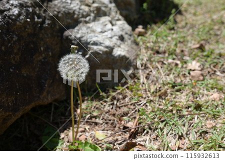 靜靜等待時機 115932613