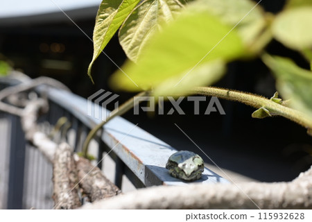 Nice shadow 115932628