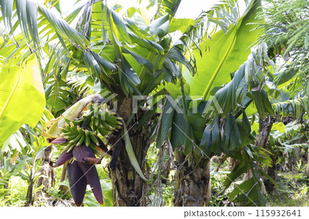 A bunch of bananas hanging from a tree 115932641