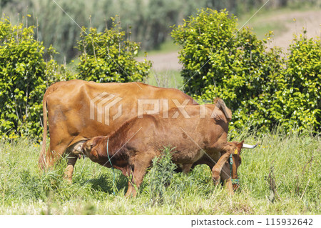 Two cows are grazing in a field 115932642
