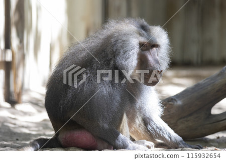 A monkey with a pink butt sits on the ground A monkey with a pink butt sits on the ground 115932654