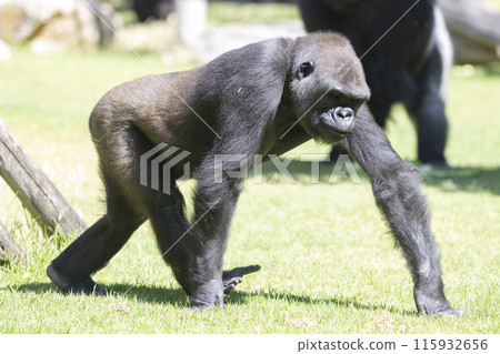 A large gorilla walks across a grassy field 115932656