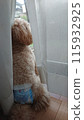 玩具貴賓犬看著窗外 115932925