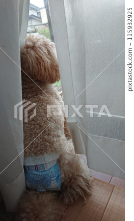 玩具貴賓犬看著窗外 115932925
