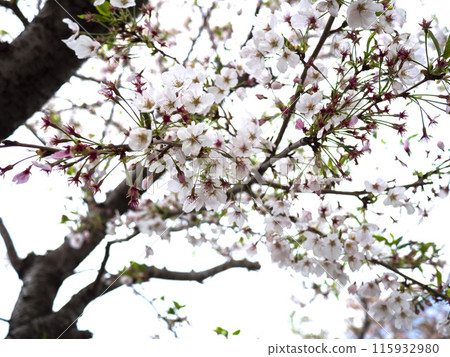 Cherry blossoms slightly past full bloom 115932980