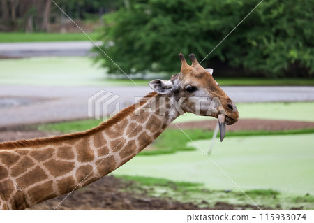 Close up head giraffe in the garden 115933074