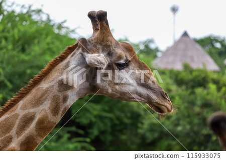 Close up head giraffe in the garden 115933075