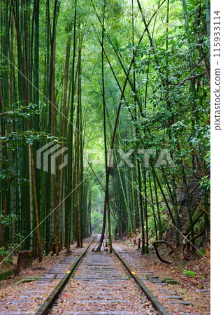 舊國鐵倉吉線廢棄線/竹林（鳥取縣倉吉市） 115933114