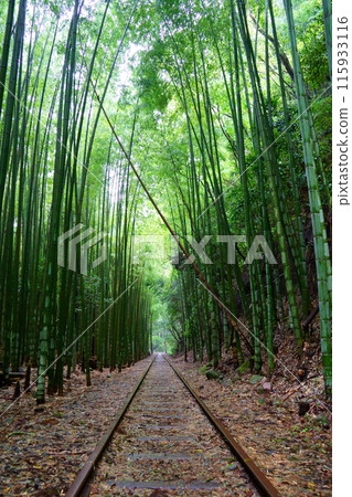 舊國鐵倉吉線廢棄線/竹林(鳥取縣倉吉市) 舊國鐵倉吉線廢棄線/竹林(鳥取縣倉吉市) 115933116